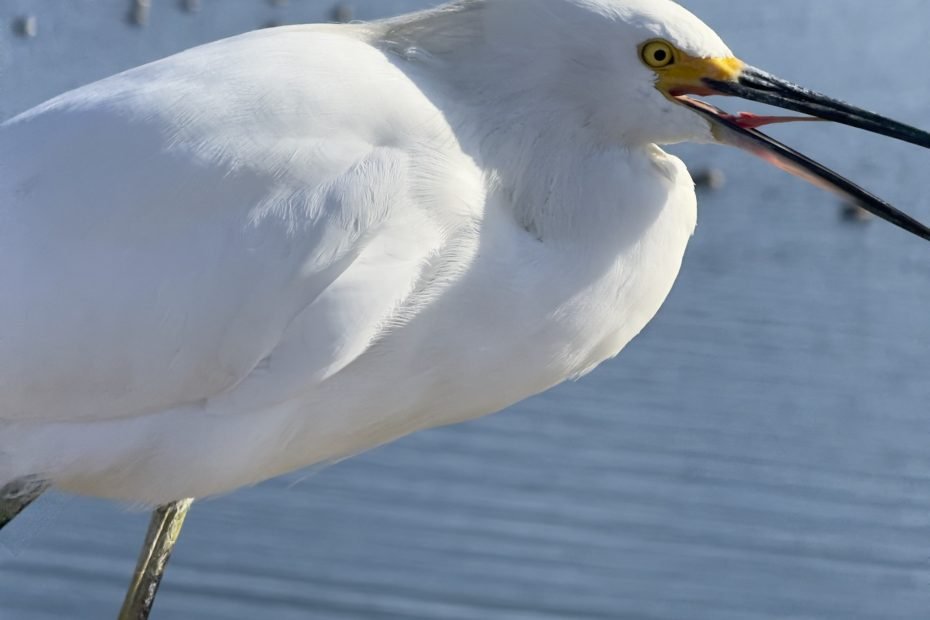 Wildlife at San Francisco Bay